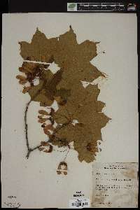 Acer nigrum image