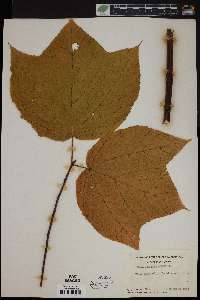 Acer pensylvanicum image