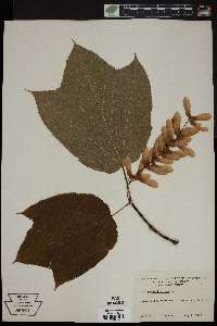 Acer pensylvanicum image