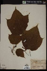 Acer pensylvanicum image