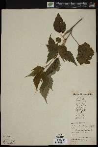 Acer spicatum image