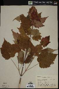 Acer spicatum image