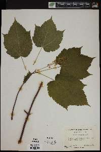 Acer spicatum image