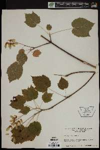 Acer spicatum image