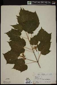 Acer spicatum image