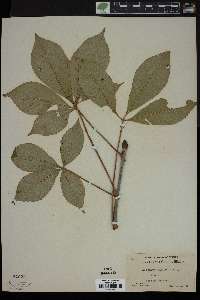 Aesculus glabra image