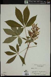 Aesculus sylvatica image