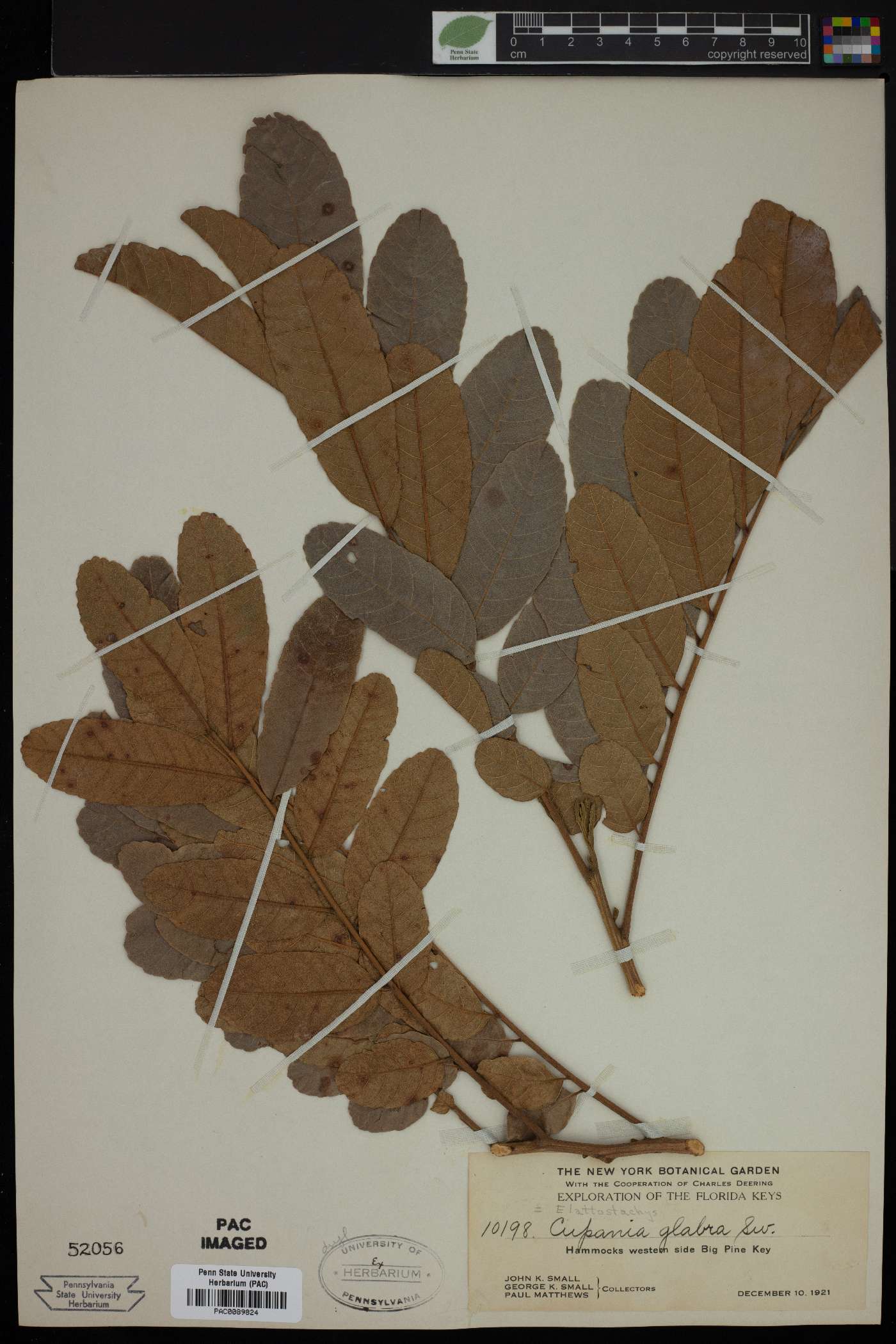 Cupania glabra image