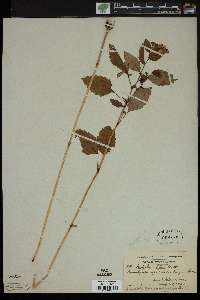 Impatiens biflora image