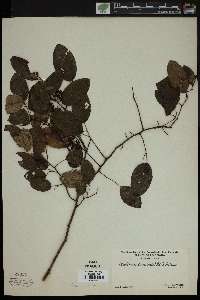 Berchemia scandens image