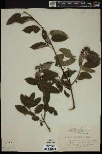 Berchemia scandens image