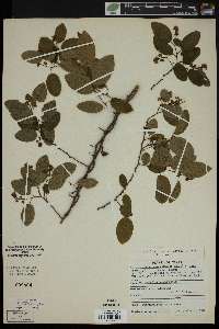 Berchemia scandens image