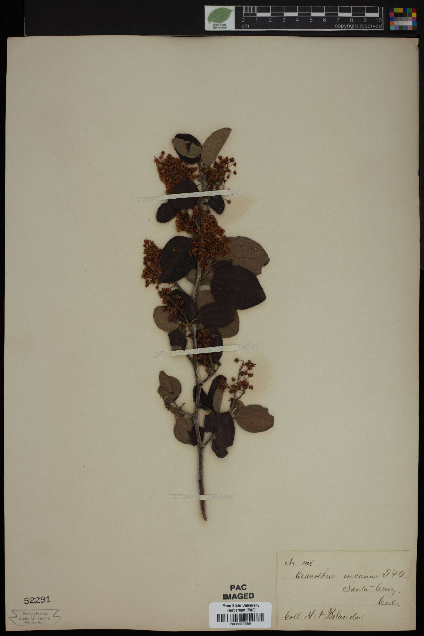 Ceanothus incanus image