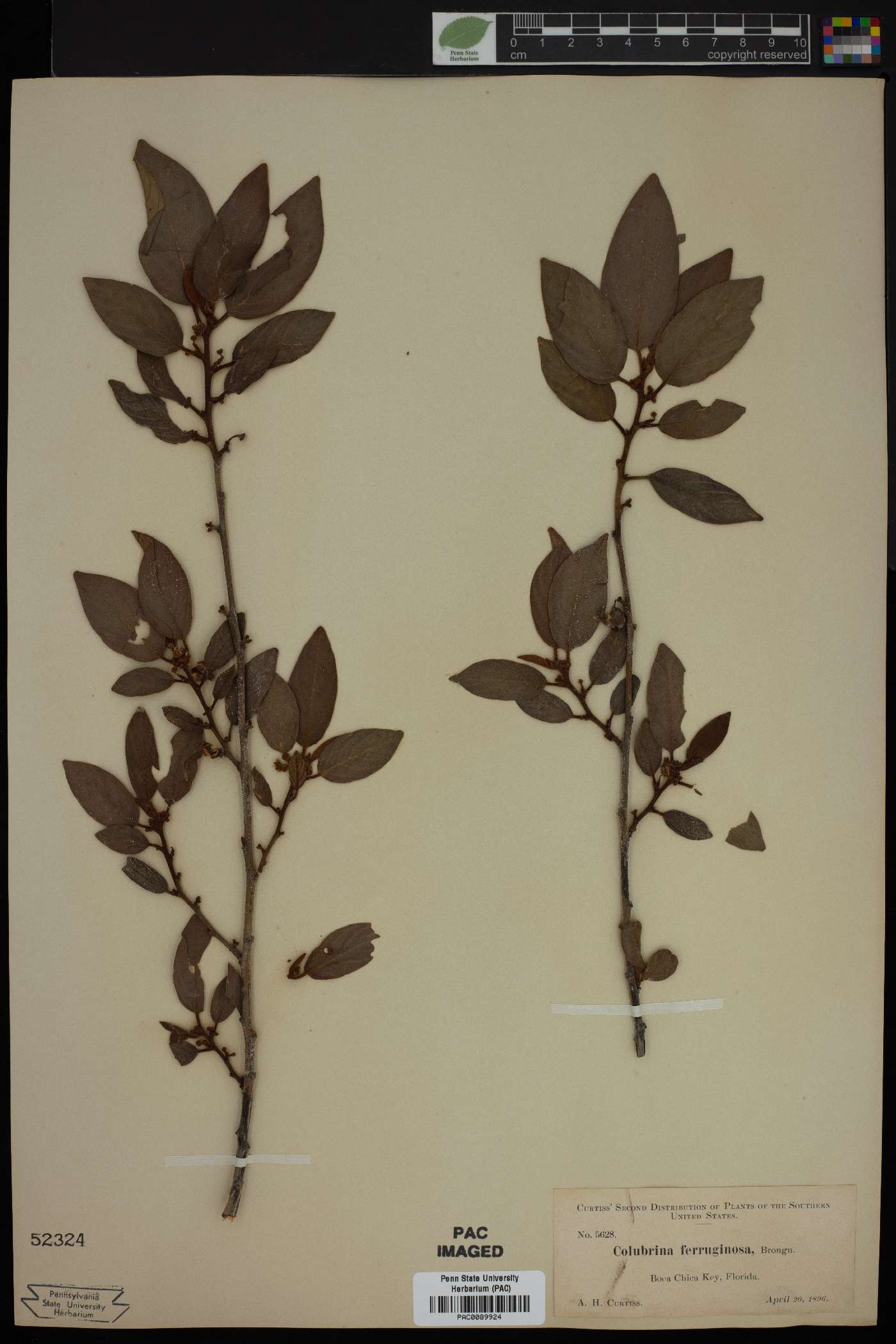 Colubrina arborescens image