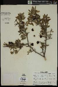 Sarcomphalus obtusifolius var. obtusifolius image