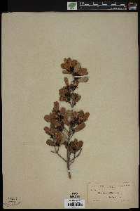 Reynosia latifolia image