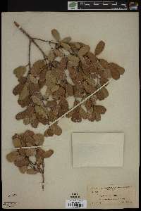 Reynosia latifolia image