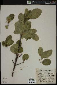 Rhamnus betulaefolia image