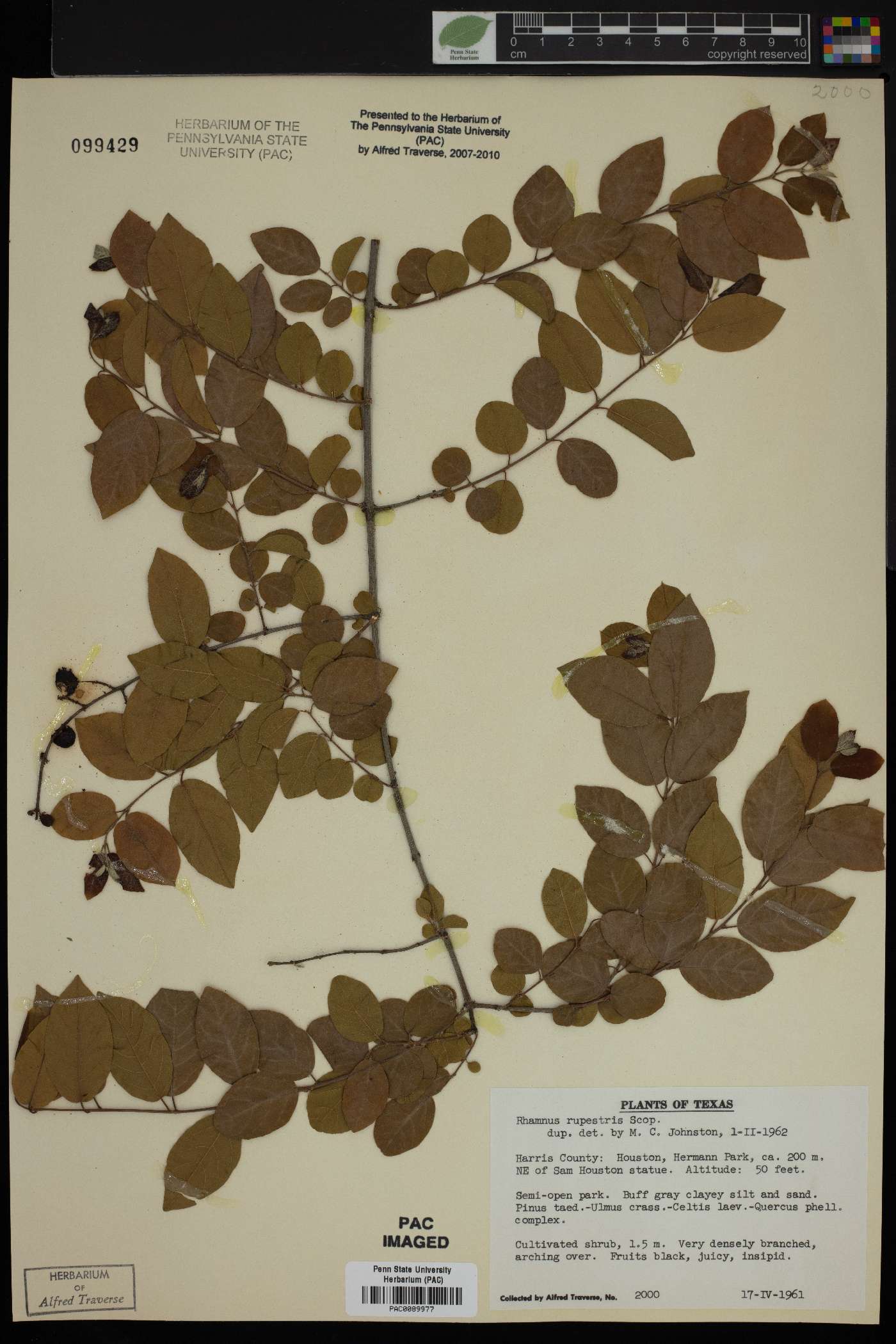 Rhamnus rupestris image