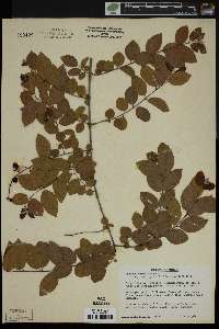 Media resource of Rhamnus rupestris