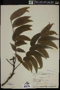 Carya illinoinensis image