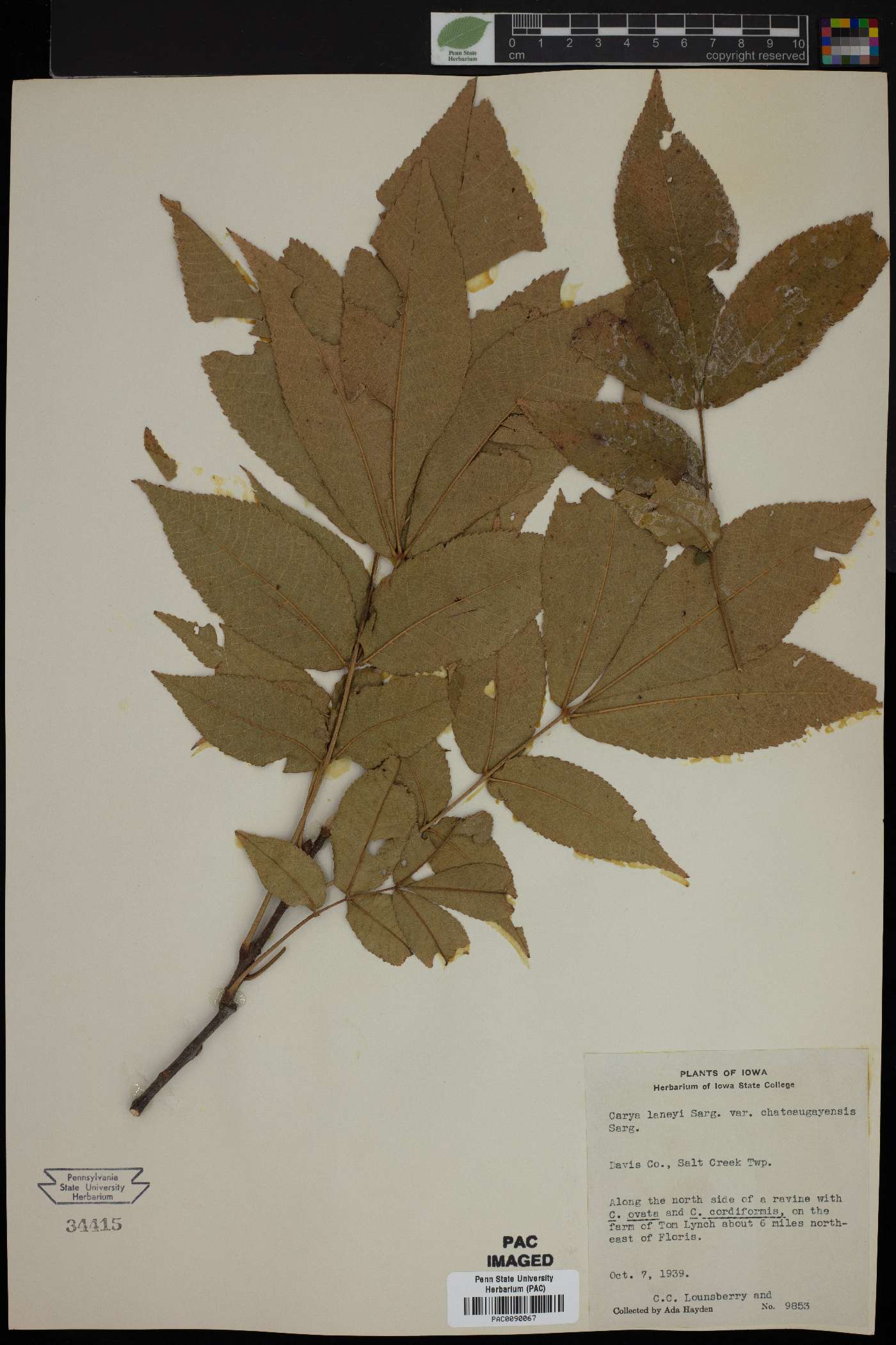 Carya x laneyi var. chateaugayensis image