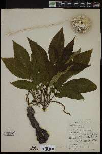 Carya x laneyi var. chateaugayensis image