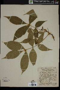 Carya ovalis var. obcordata image