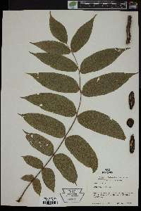 Juglans cinerea image