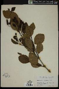 Alnus crispa image