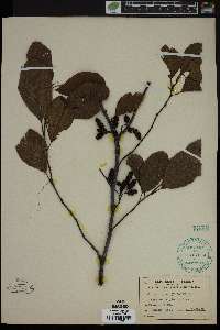 Alnus rugosa image