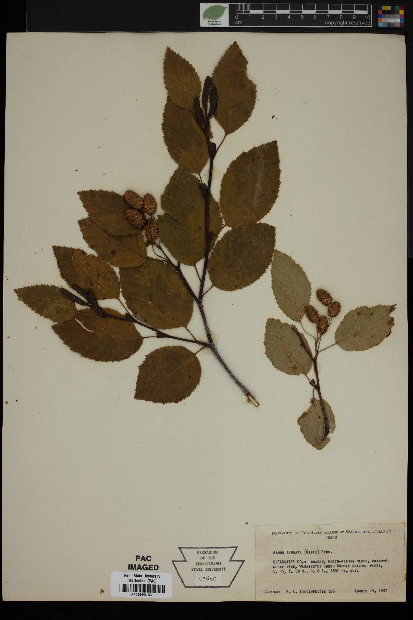 Alnus sinuata image