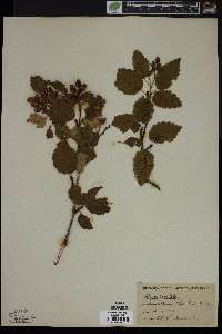 Alnus incana subsp. tenuifolia image