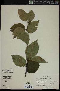 Betula alleghaniensis image