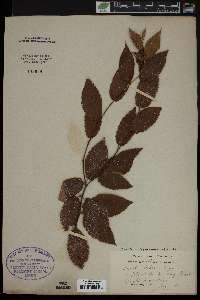 Betula alleghaniensis image