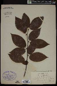 Betula alleghaniensis image