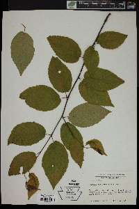 Betula alleghaniensis image