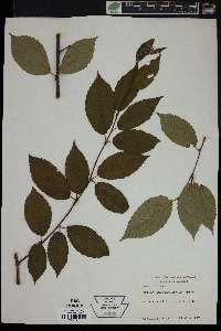 Betula alleghaniensis image