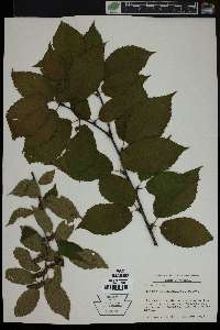 Betula alleghaniensis image