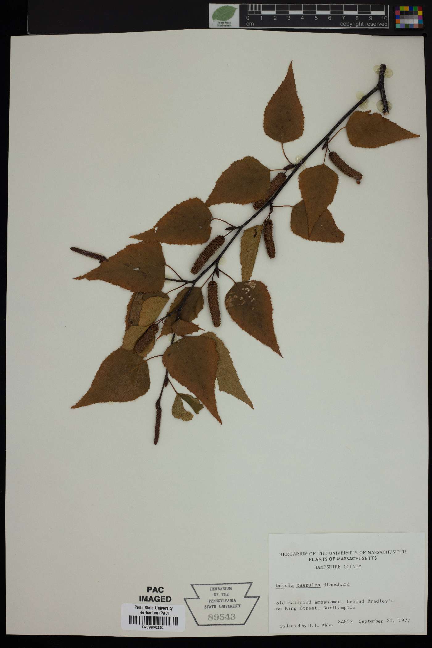 Betula caerulea image