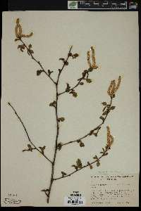 Betula occidentalis image