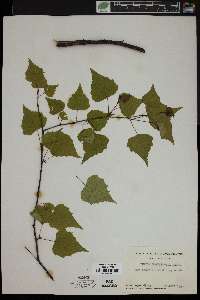 Betula populifolia image