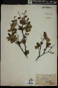 Betula pumila image