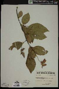 Carpinus caroliniana var. virginiana image