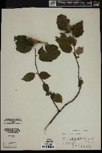 Corylus cornuta image