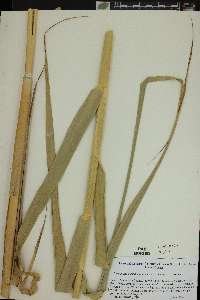 Phragmites australis image