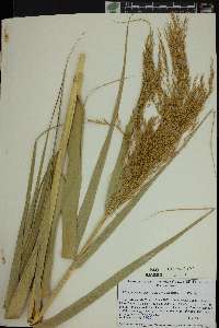 Phragmites australis image