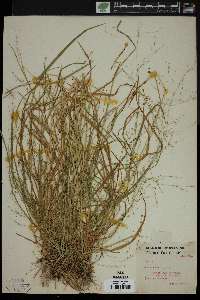 Poa alsodes image