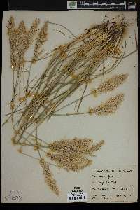 Poa arachnifera image