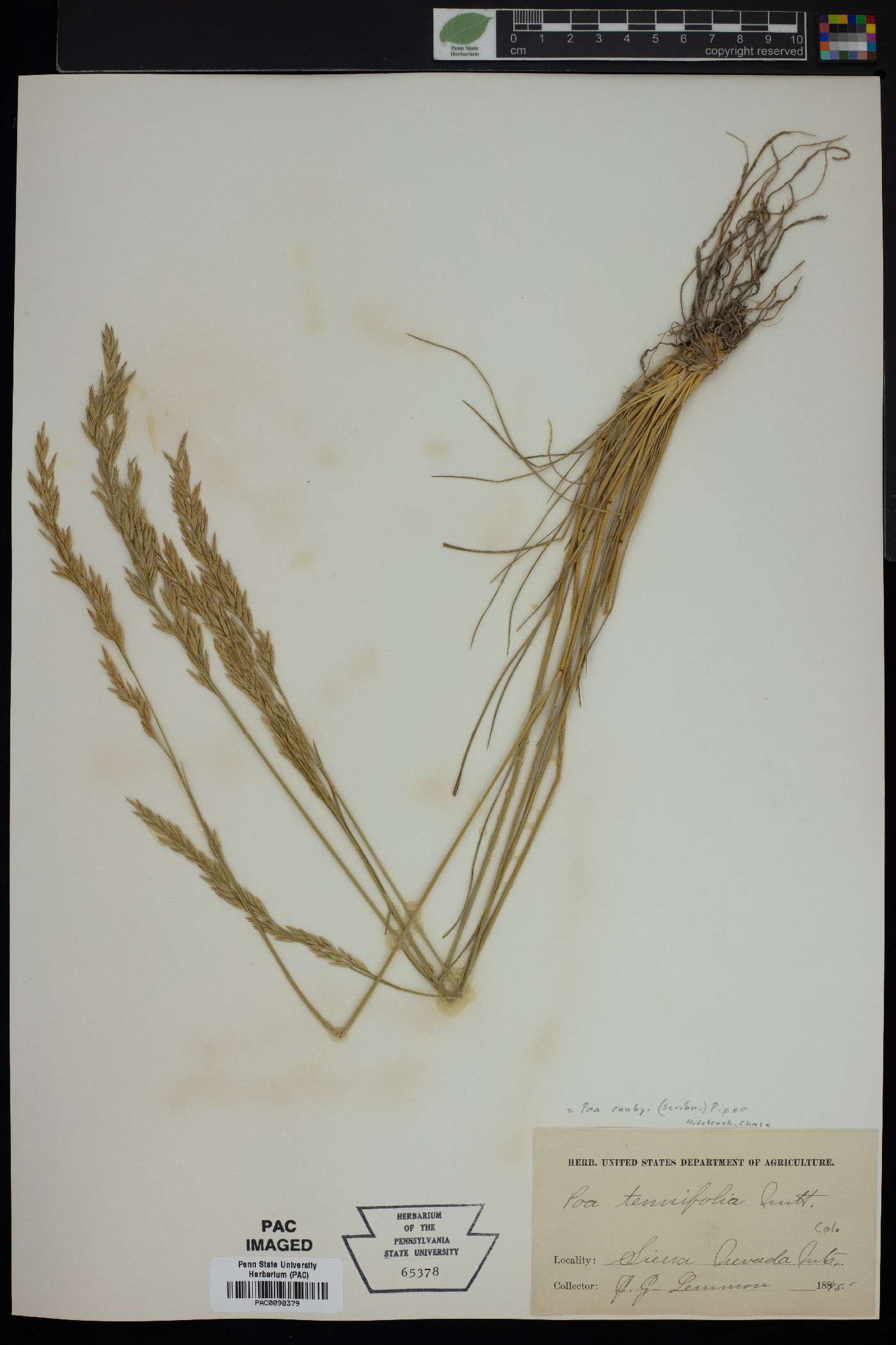 Poa secunda var. secunda image